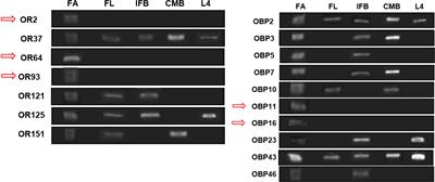 Elevated expression of odorant receptors and odorant-binding proteins genes detected in antennae of Culex quinquefasciatus field females